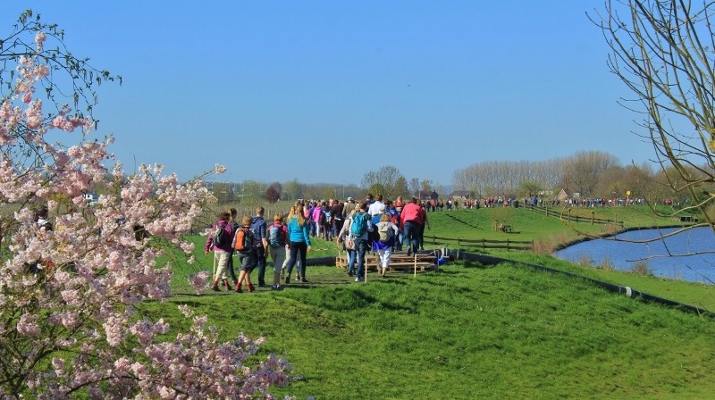 Wandelaars tussen de roze fruitbloesem langs de Linge