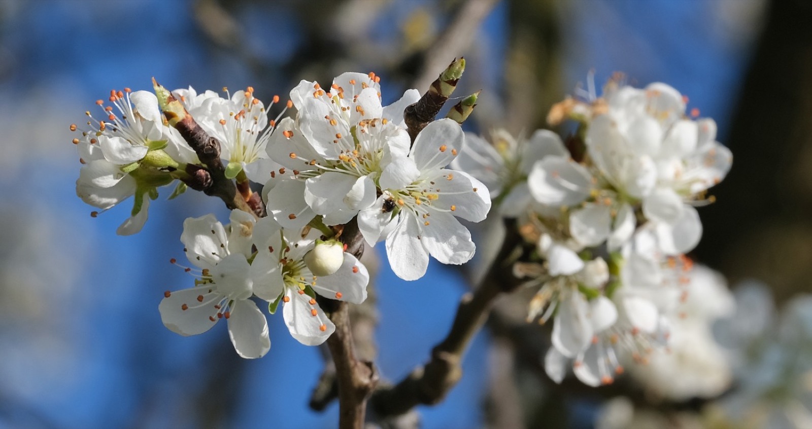 Bloesem in de Betuwe
